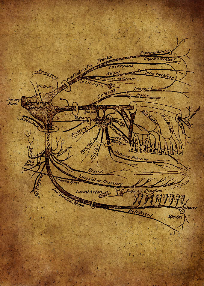 Anatomic12