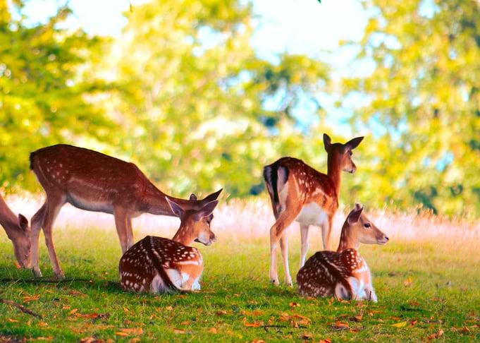 Fallow Herd