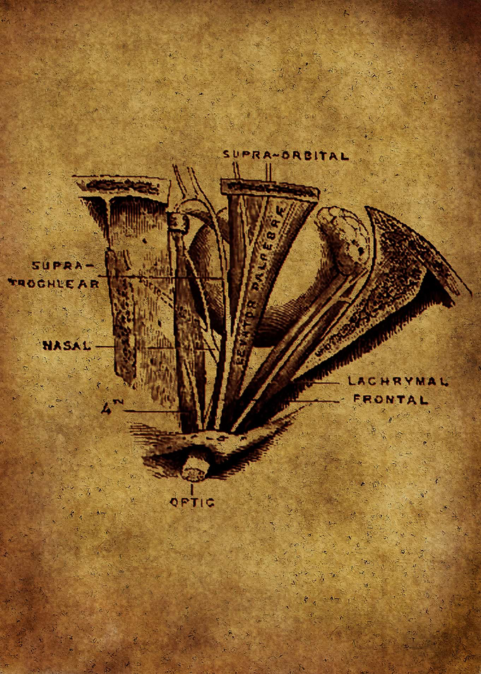 Anatomic17