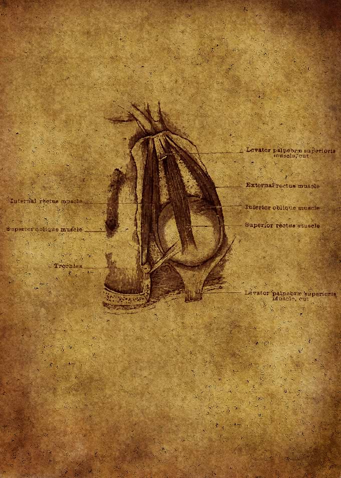 Anatomic15