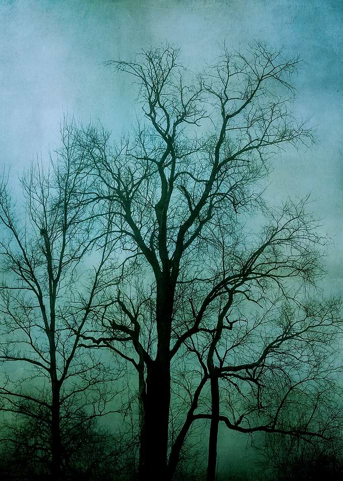 Into The Fog