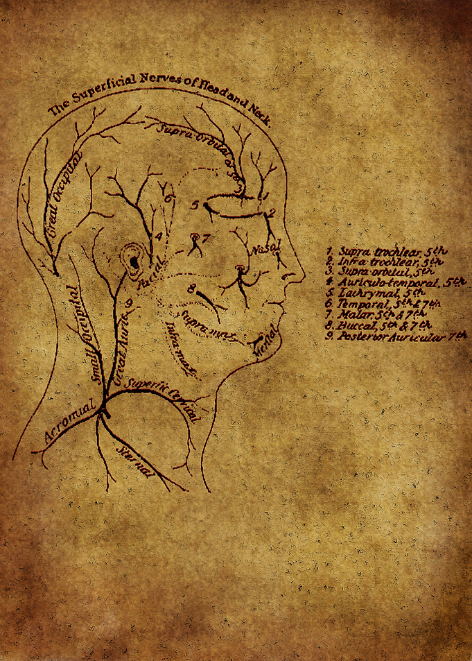 Anatomic16