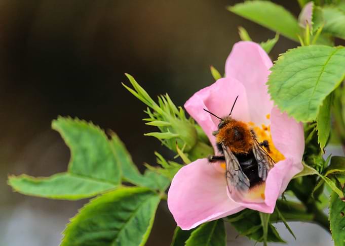 Pollination