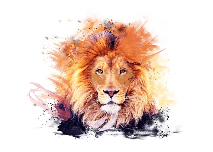 Wild Lion