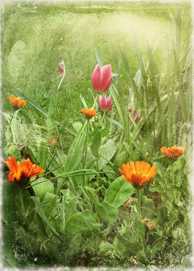 Garden after the Rain