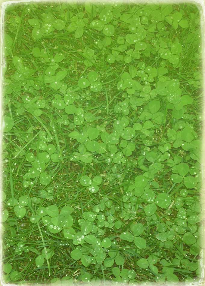 Clovers after the Rain