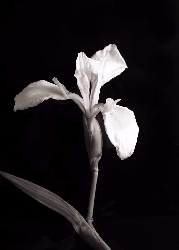 Wild Orchid on Black