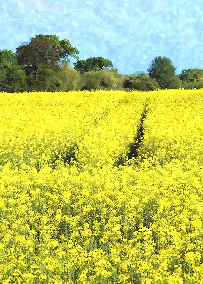 RapeSeedField watercolour