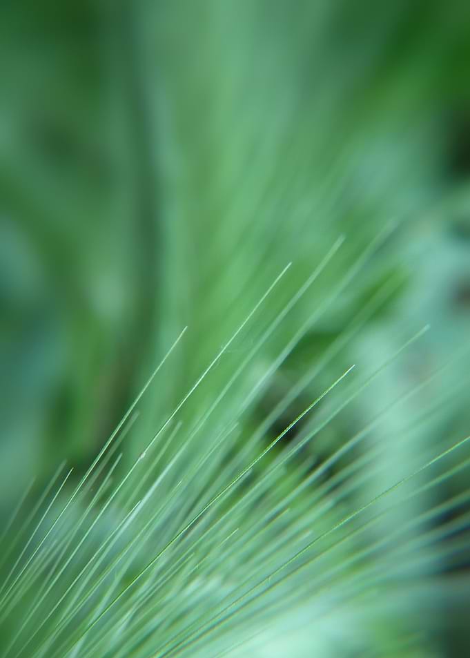 Nature's Design