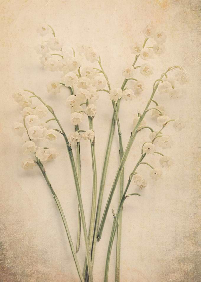 Lily of the Valley v