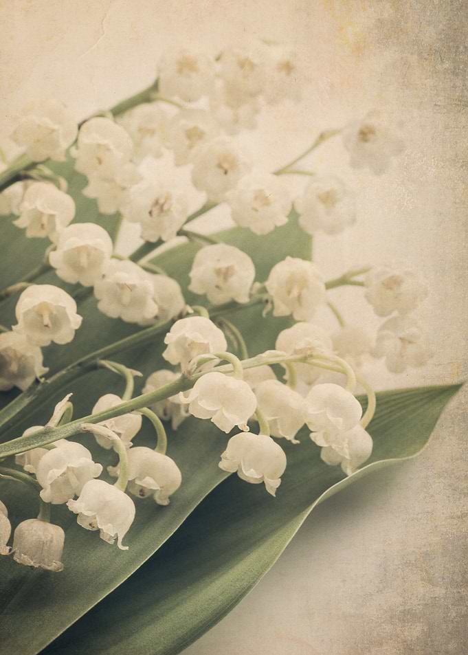 Lily of the Valley ii