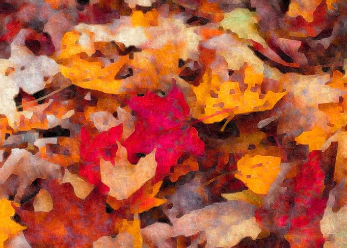 Leaves