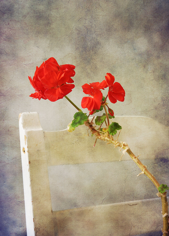 Red greanium