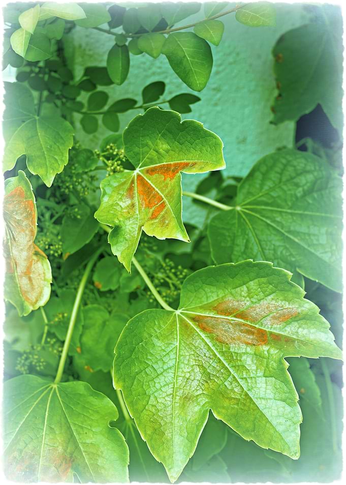 Mediterranean Ivy