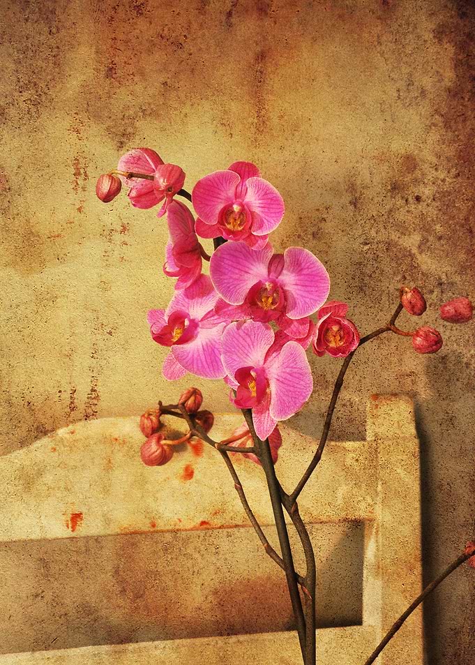 Pink orchid