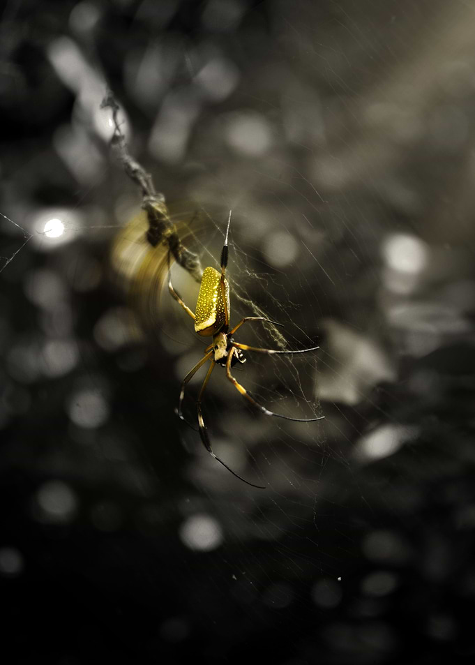 The Spider Vol I.