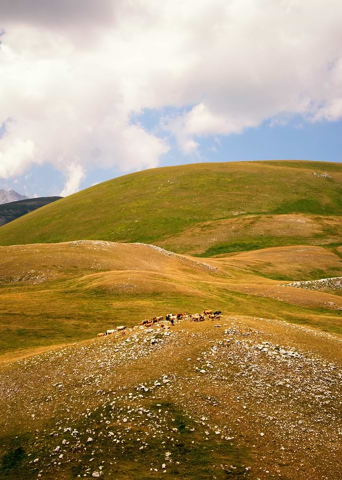 The hill of cows