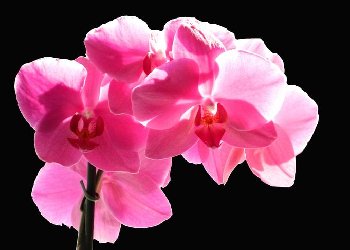 Orchid on Black