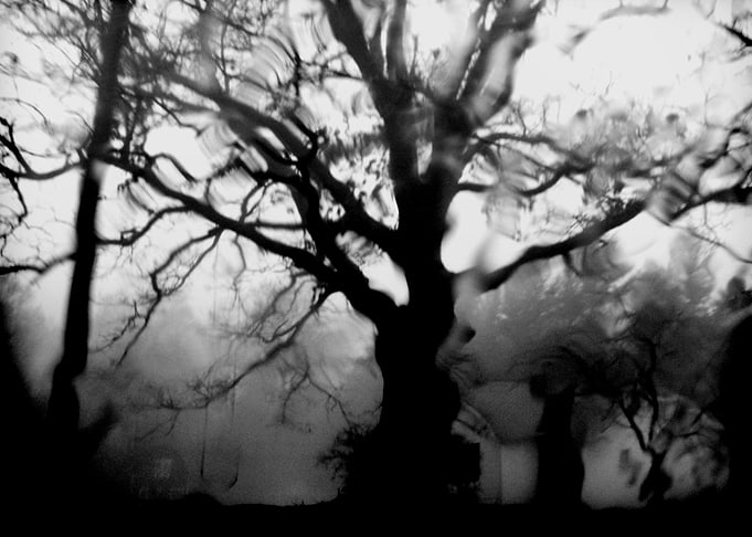 Winter's Tree
