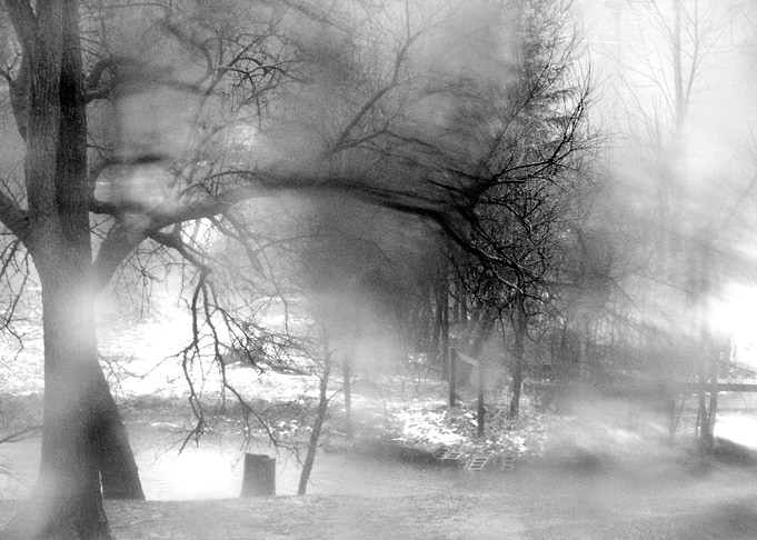 Trees and Fog