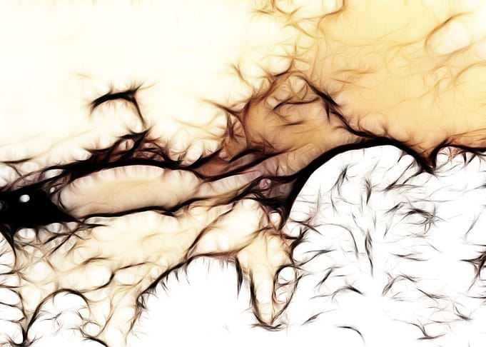Snowstorms and treetops