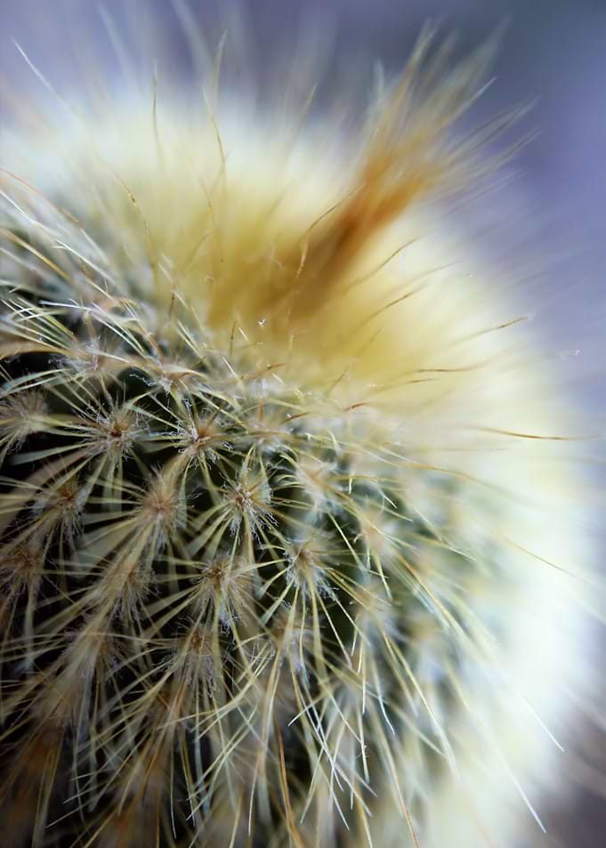 Punk Cacti