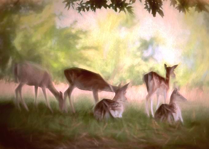 Deer park