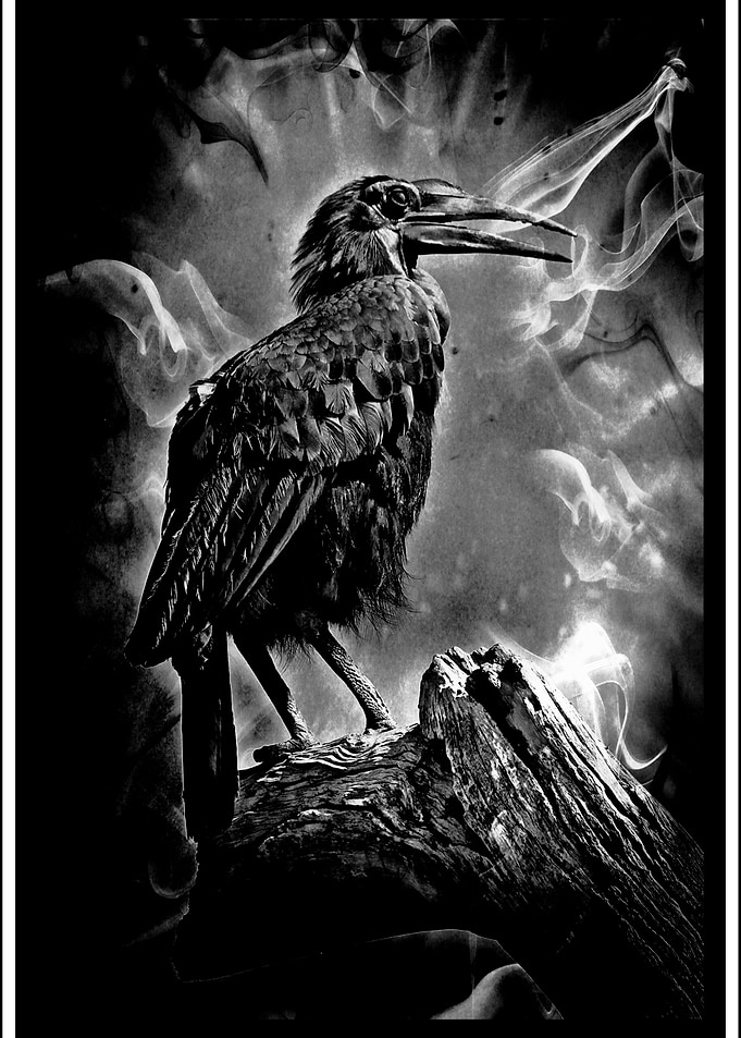 One Dark Scary Night The rhinoceros hornbill is a very ...