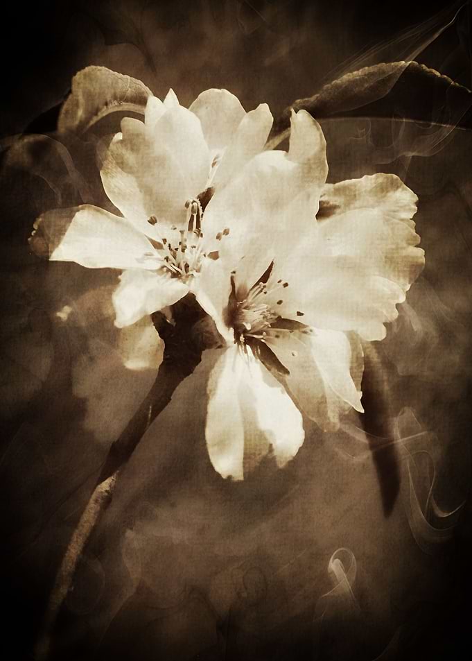 Smoking Blossoms Beautiful apricot blossoms with a grun ...