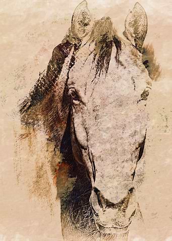 A Friendly Face A portrait of a Dutch Warmblood dressag ...
