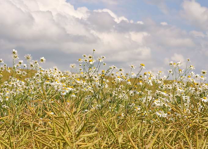 Oxeye daisy