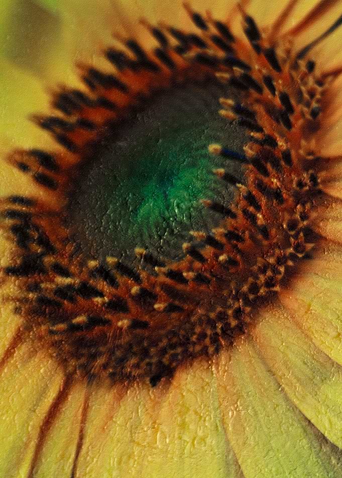 Sunflower I