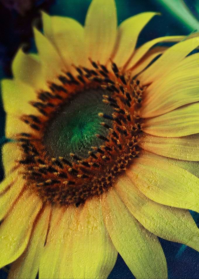 Sunflower II