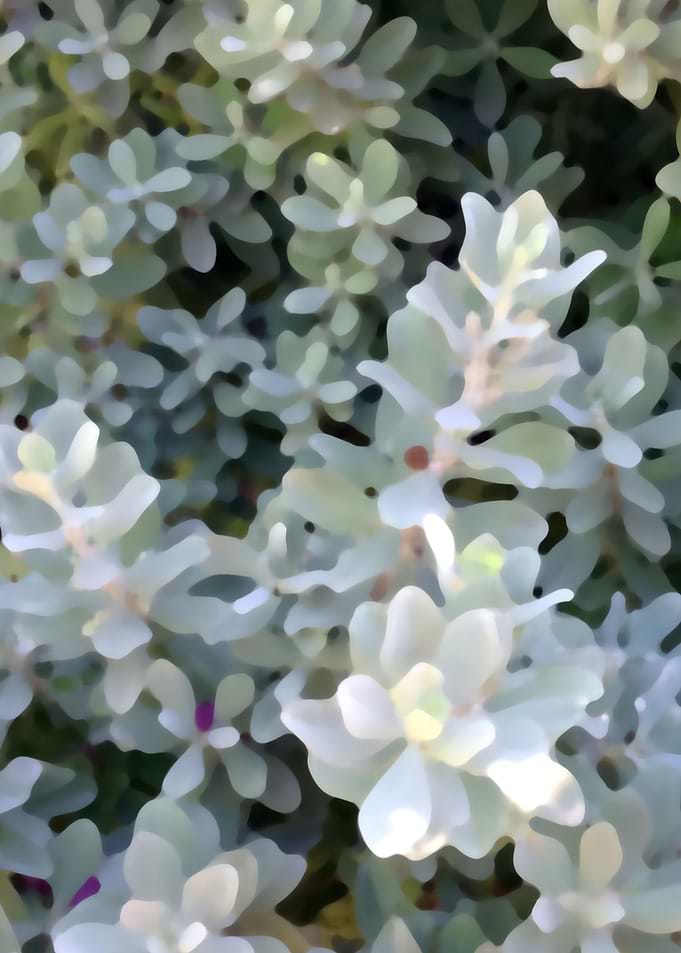 Silver Leaves 2