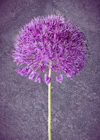 Allium