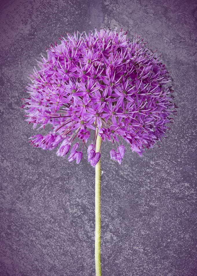 Allium