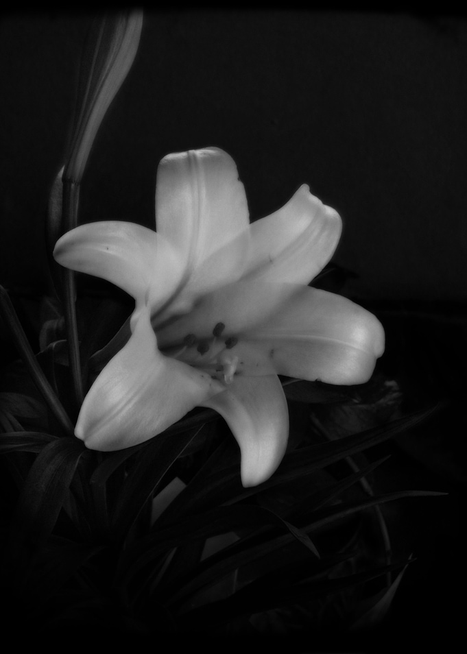 Easter Lily