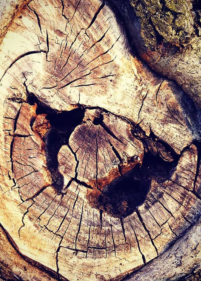 Tree Knot