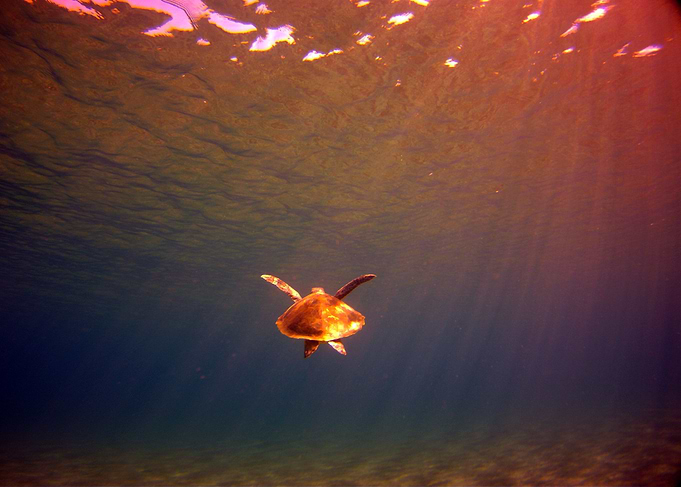 Underwater Sunset