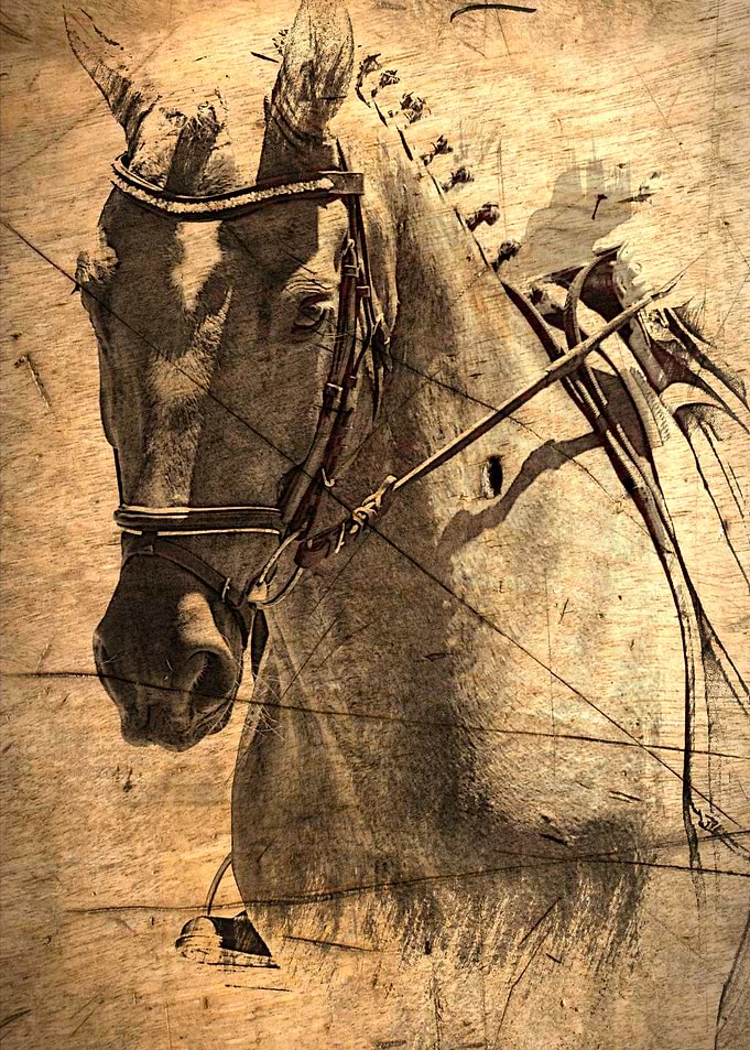 Equestrian A nostalgic vintage image of a horse by Clar ...