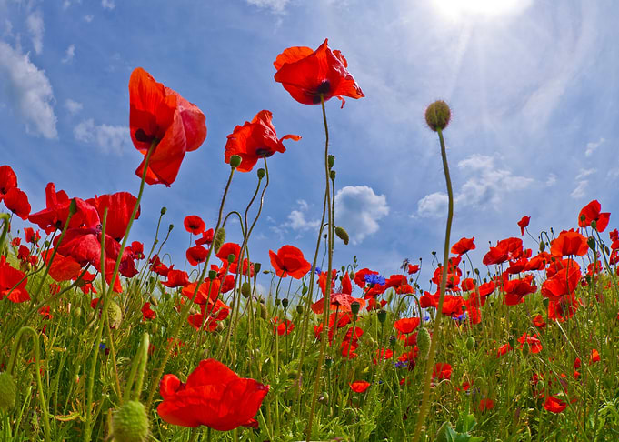 Idyllic Field of Poppies