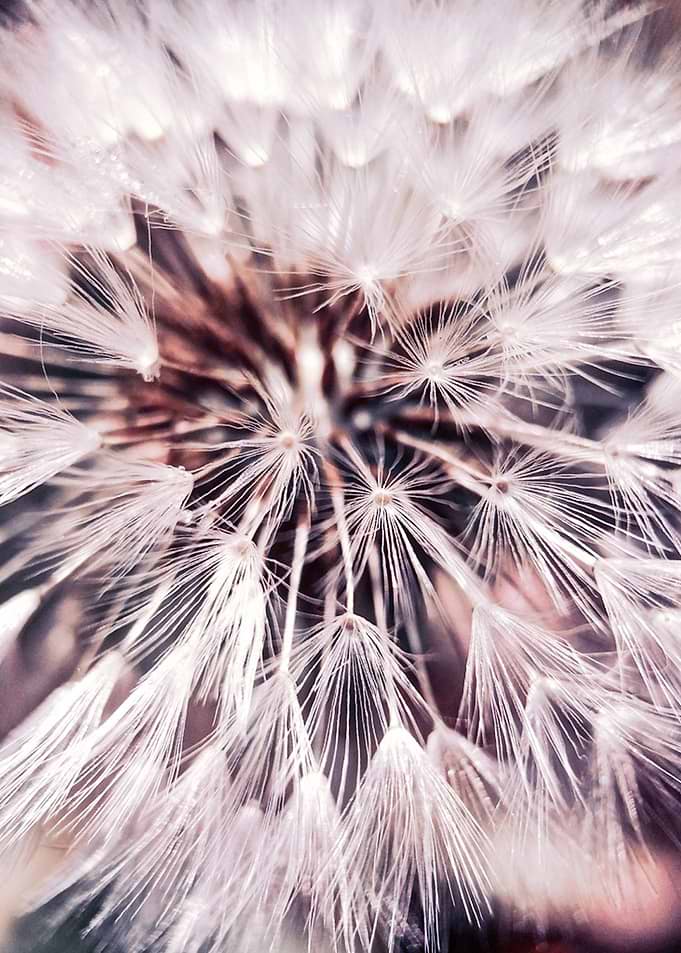 Dandelion