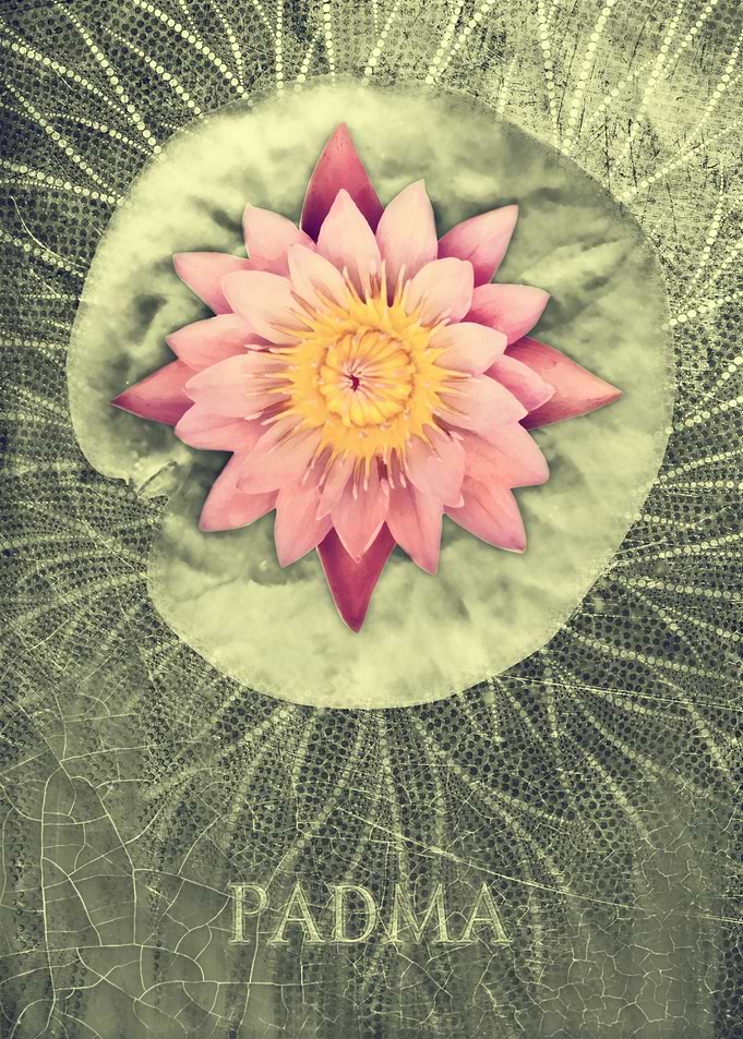 Lotus Padma