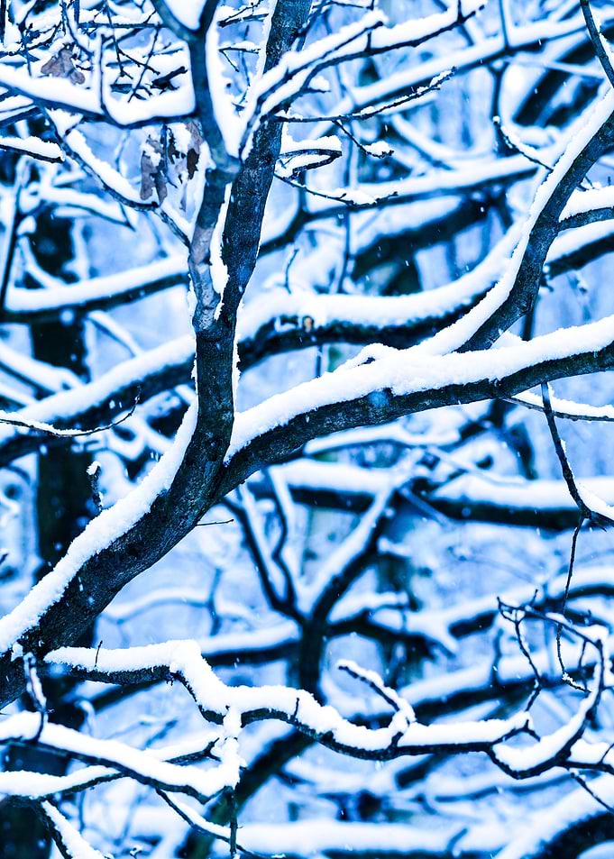 Winter Forest