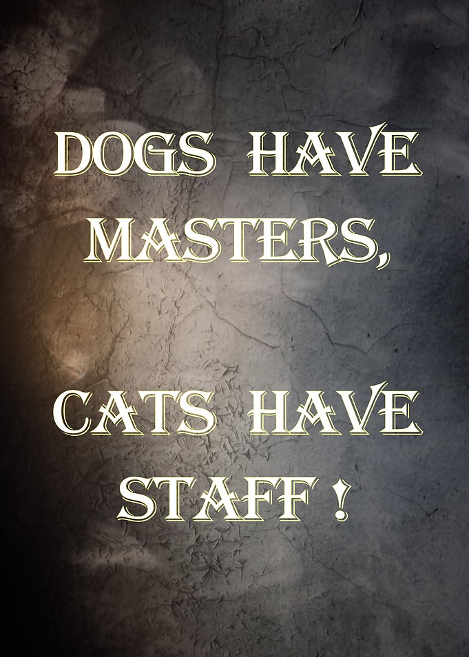 Dogs v Cats