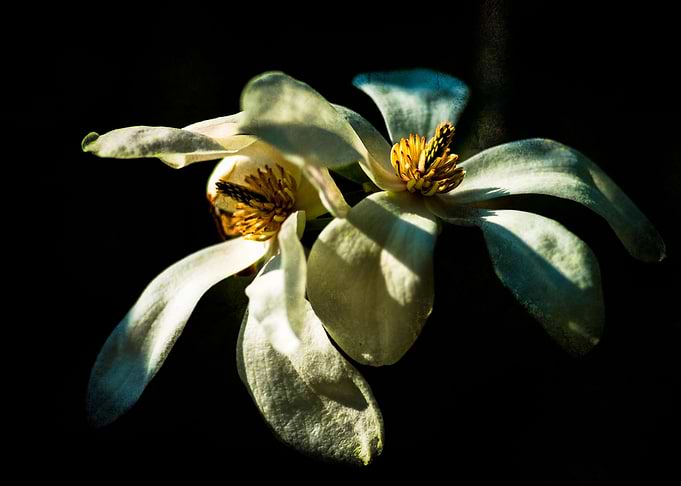 White Magnolia Flowers