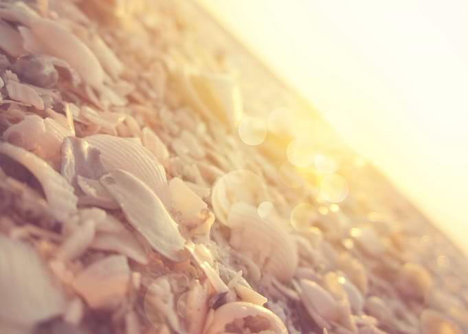 Seashells