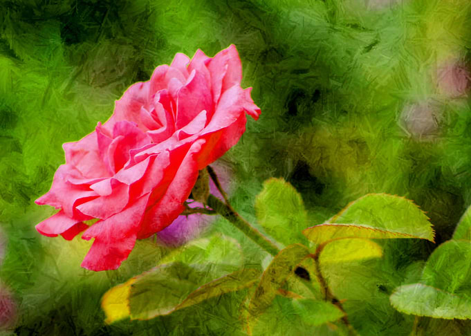 The Secret Garden The Secret Garden comes from the Clar ...