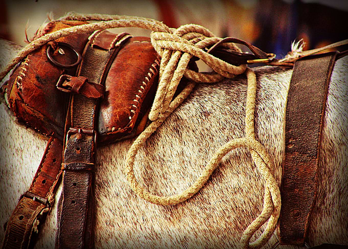 Ropes and Harness A Spanish working horse ready to do a ...