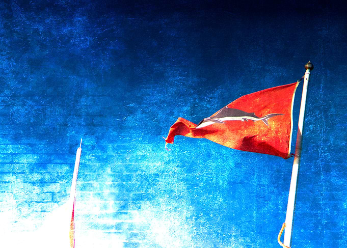 Shark Flag